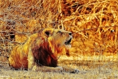 IIP Online Student Photography